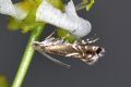 Glyphipterix schoenicolella (cfr.)